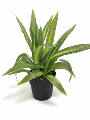 MACETA C/PLANTA ALOE VERA 22X6.5CM  ART NS413375 IAÑ