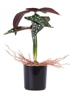 PLANTA CON MACETA PLASTICA 33CM ART JM231015/ A534005 JAÑ