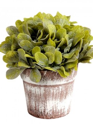 PLANTA C/MACETA 17CM JM241374B/ A534316 JAÑ