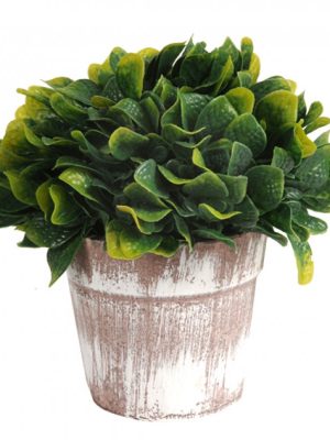 PLANTA CON MACETA 17CM JM241374A/ A534315 JAÑ