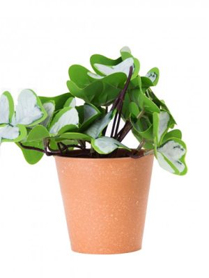 PLANTA CON MACETA PLASTICA 18CM ART JM231007 / A534002 JAÑ