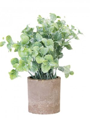 PLANTA C/MACETA 21CM ART A534009 JAÑ
